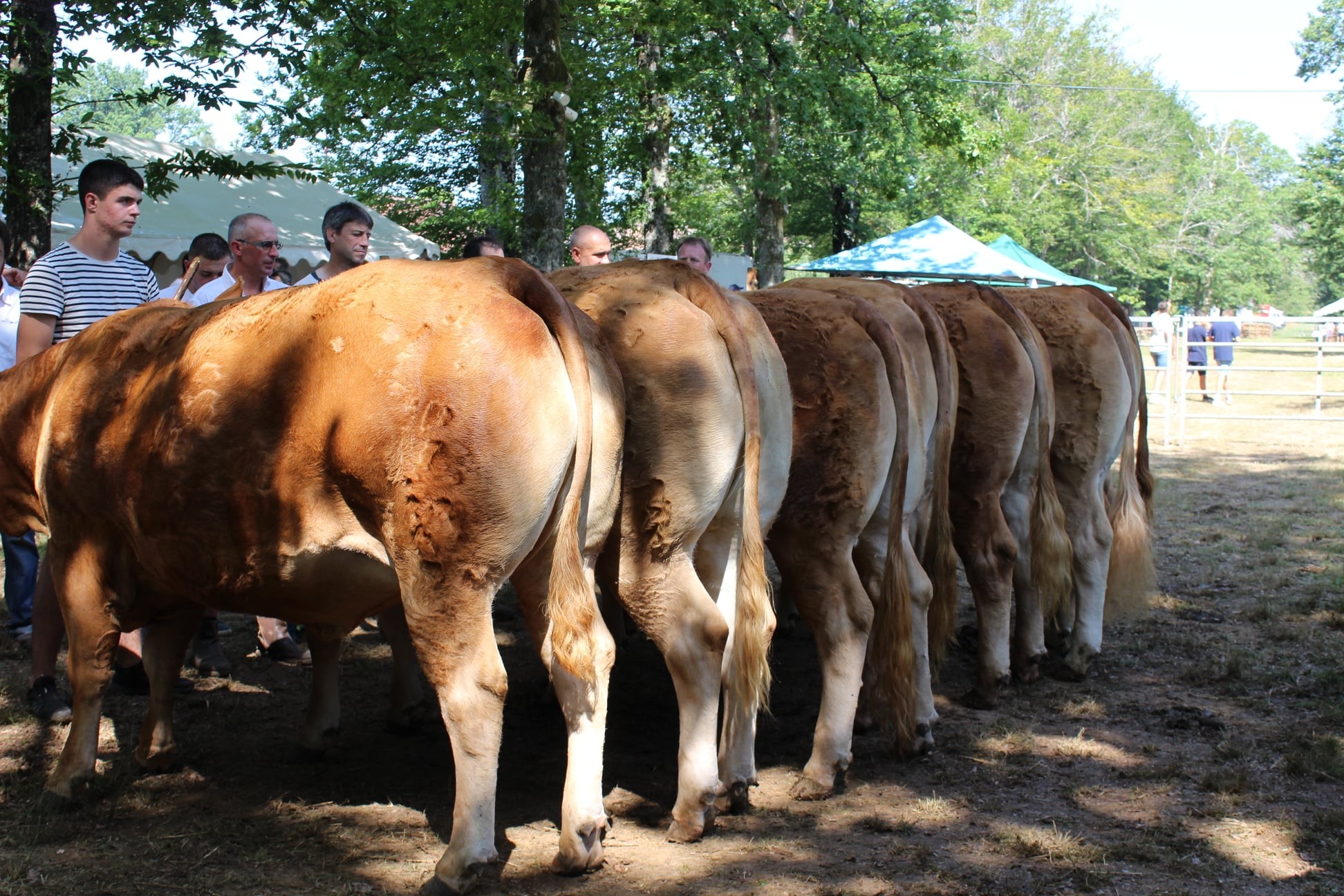 Comice agricole estival interdépartemental