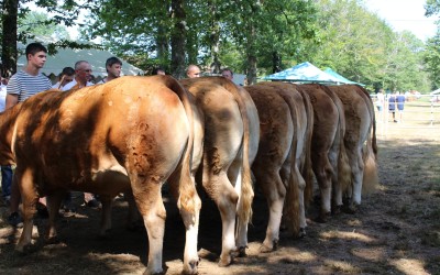Comice agricole estival interdépartemental