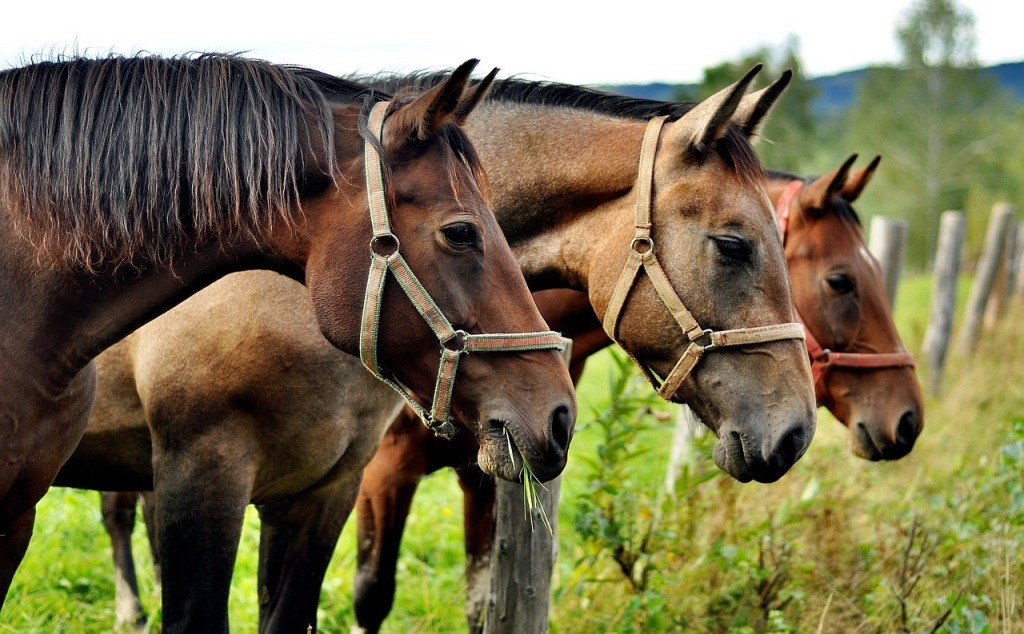 Fête du cheval et vide-grenier