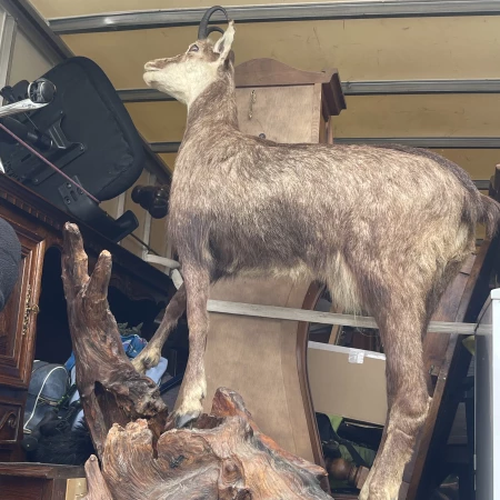 Chamois naturalisé plus vrai que nature